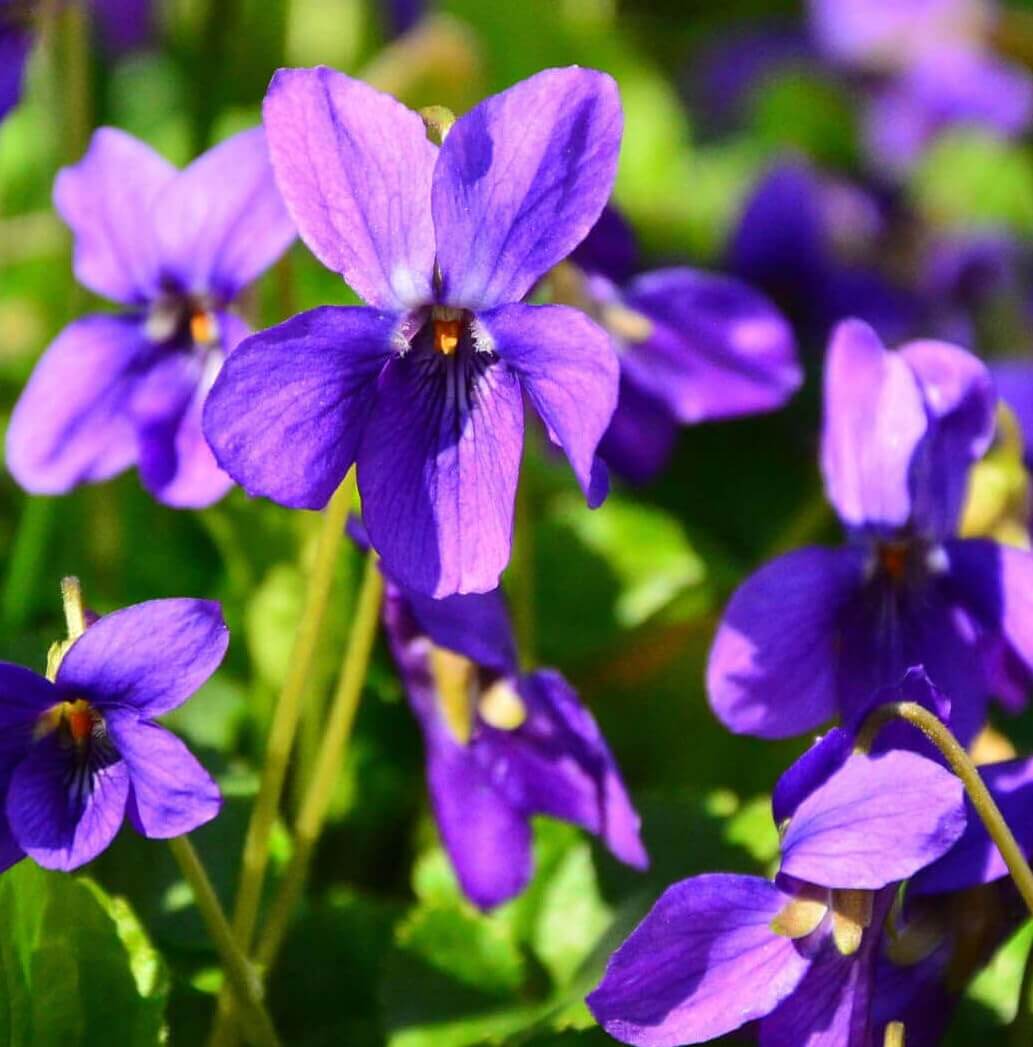 Violet Seeds – Standard Violet