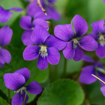 Violet Seeds – Standard Violet