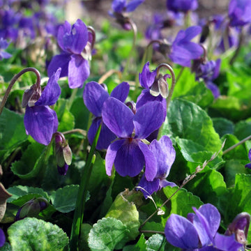 Violet Seeds – Sweet, Viola Odorata
