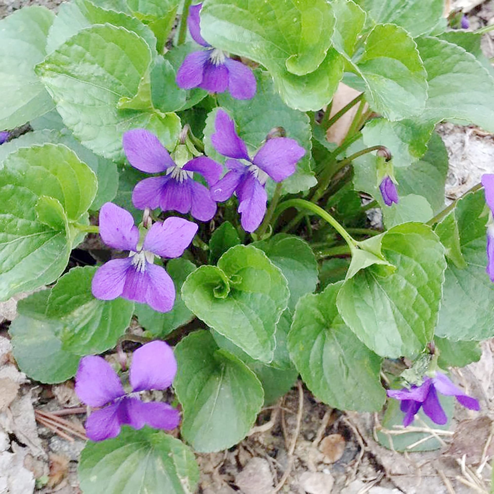 Violet Seeds – Sweet, Viola Odorata 
