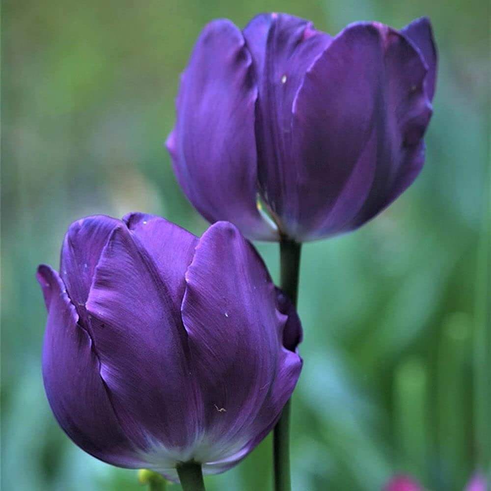 Violet Tulip Seeds – Wildflower Mix