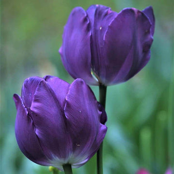 Violet Tulip Seeds – Wildflower Mix