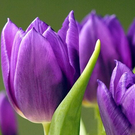 Violet Tulip Seeds – Wildflower Mix