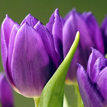 Violet Tulip Seeds – Wildflower Mix