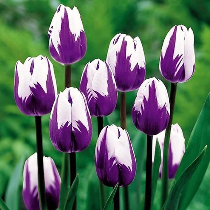 Violet Tulip Seeds – Wildflower Mix