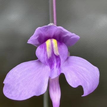Violet Utricularia Seeds