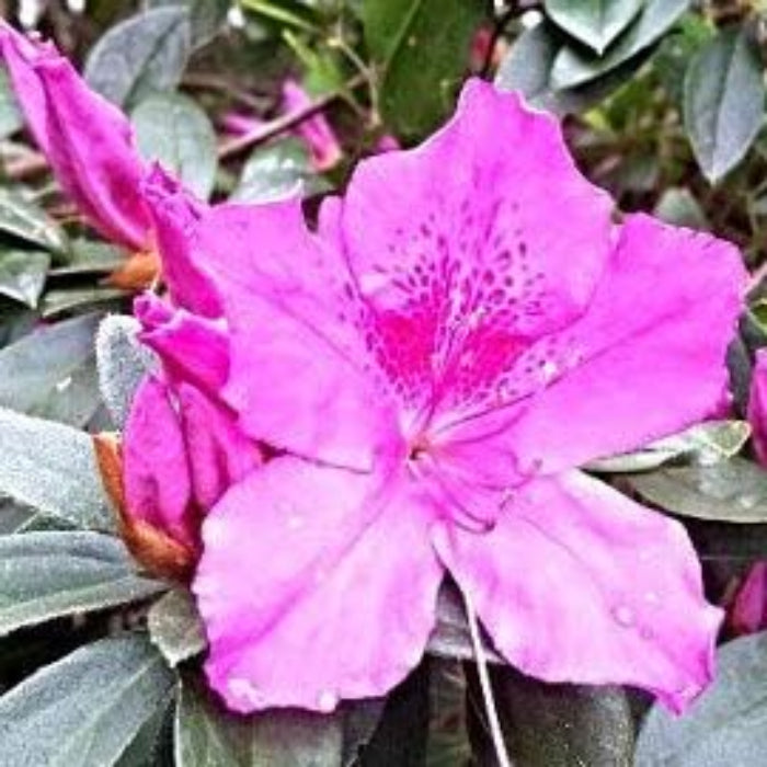 Violet White Azalea Seeds 