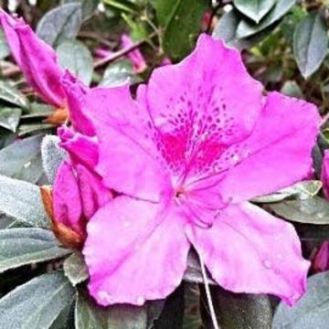 Violet White Azalea Seeds 