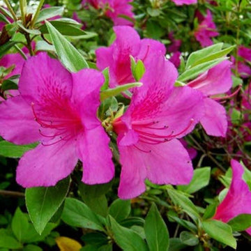 Violet White Azalea Seeds 