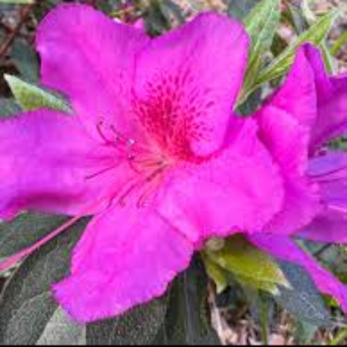 Violet White Azalea Seeds 