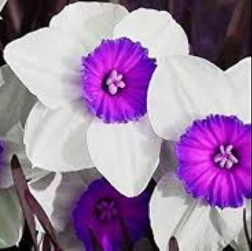 Violet White Daffodils Seeds