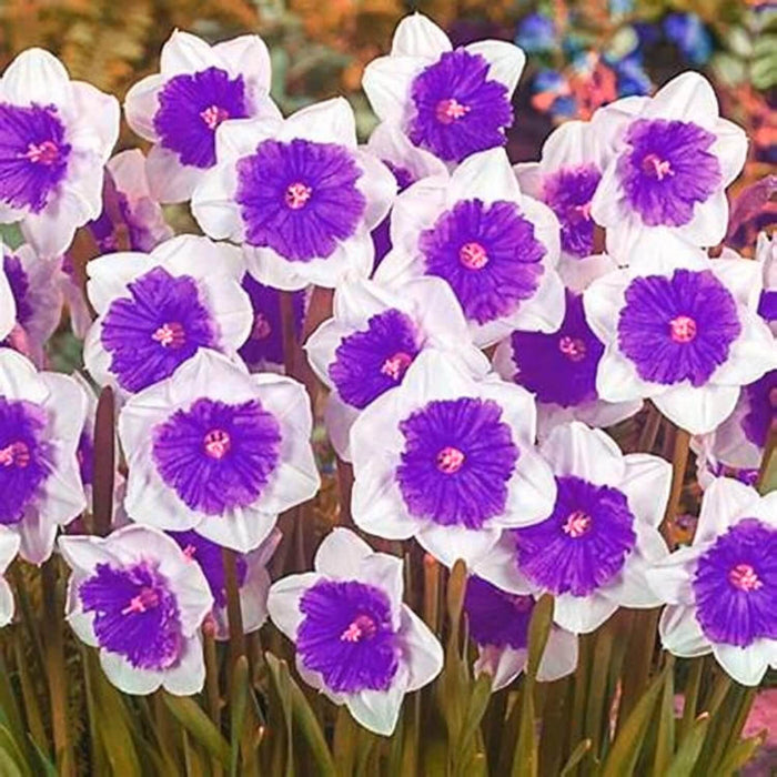 Violet White Daffodils Seeds