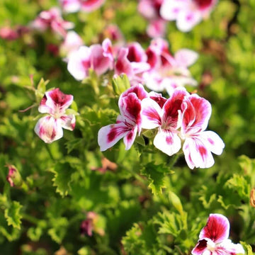 Violet & White Geranium Seeds 