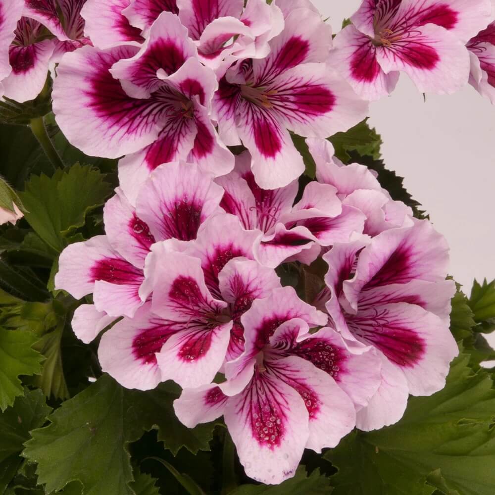Violet & White Geranium Seeds 