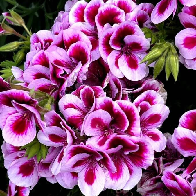 Violet & White Geranium Seeds 