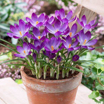 Violet Yellow Crocus Seeds