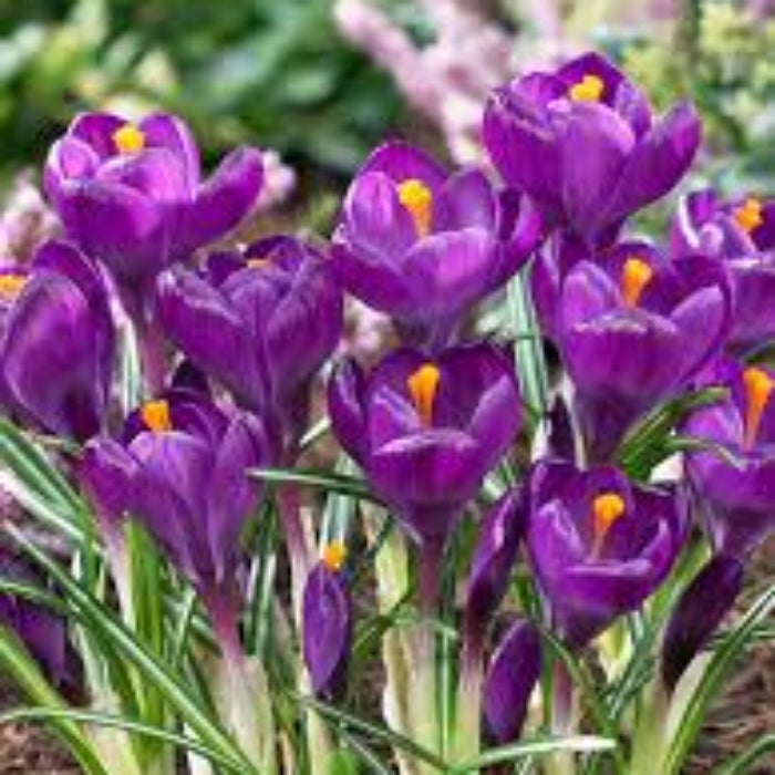 Violet Yellow Crocus Seeds