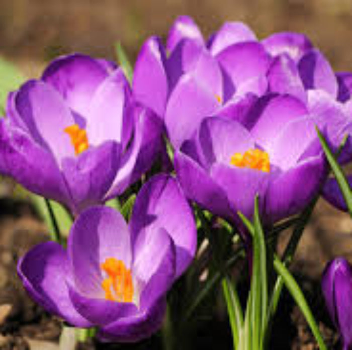 Violet Yellow Crocus Seeds