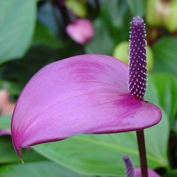 Violet anthurium andraeanum Seeds