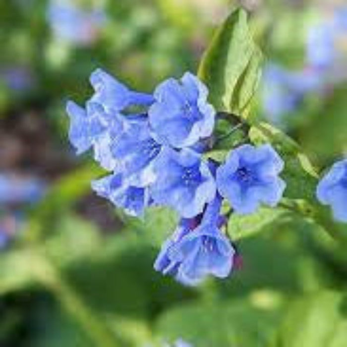 Virginia Bluebell Seeds – Mertensia Virginica 