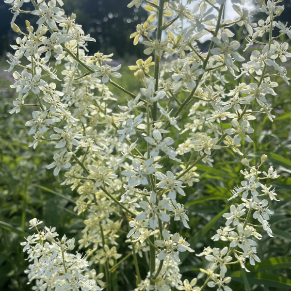 Virginia Bunchflower Seeds – Perennial Native Wildflower