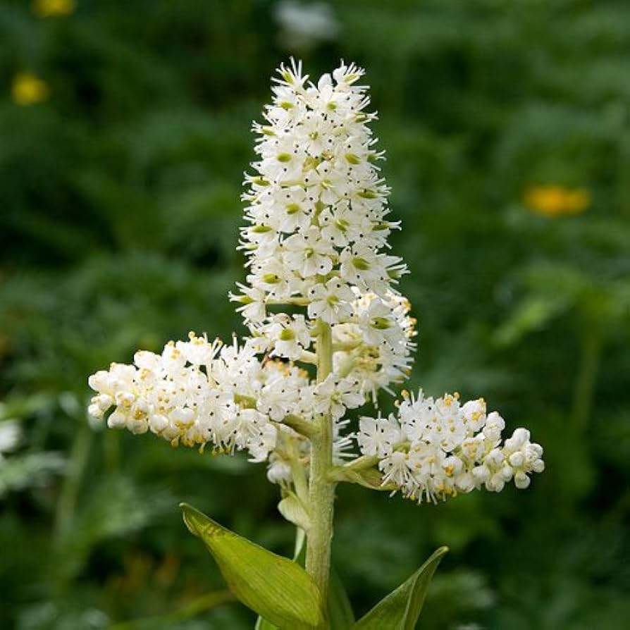 Virginia Bunchflower Seeds – Perennial Native Wildflower