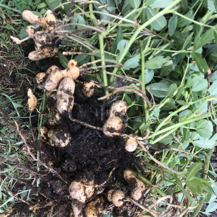 Virginia Peanut Seeds