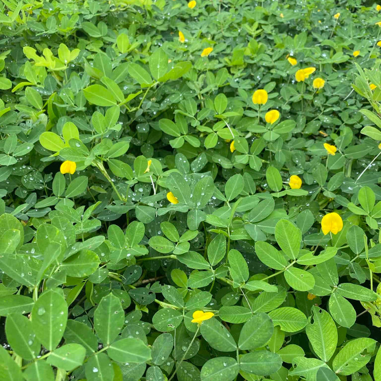 Virginia Peanut Seeds
