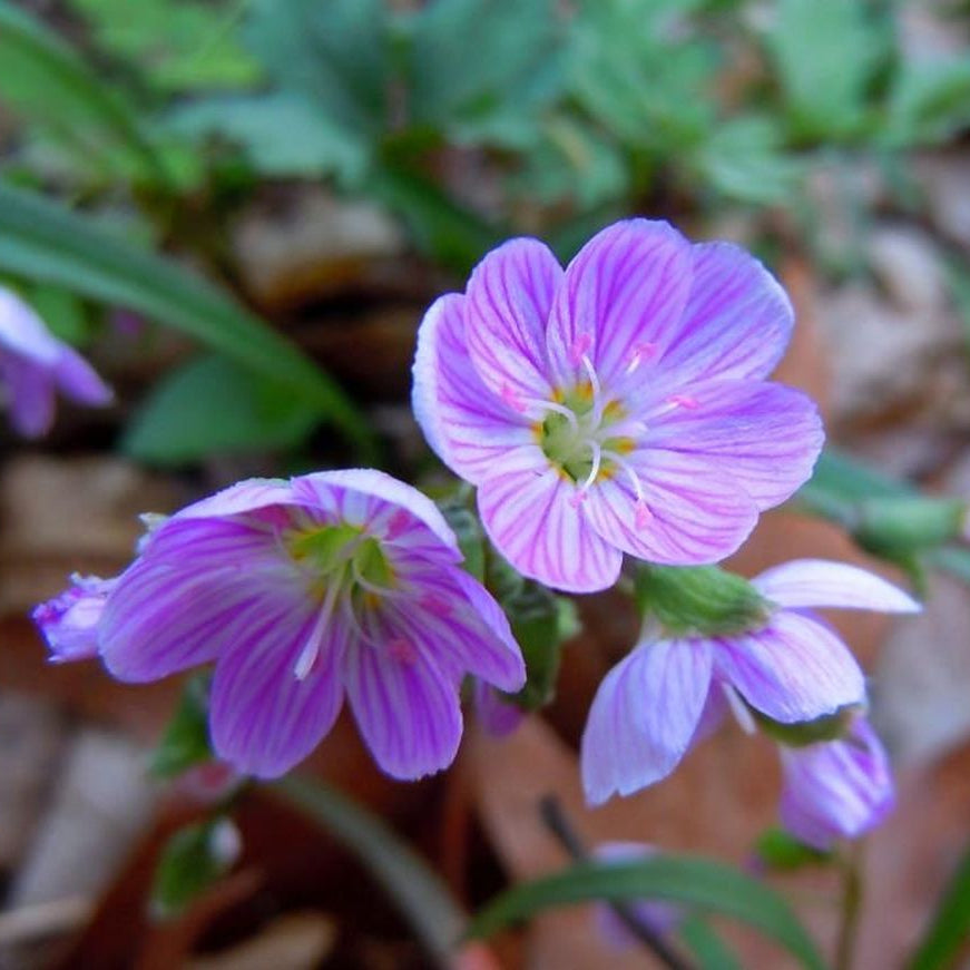 Virginia Spring Beauty Seeds – Eastern Fairy