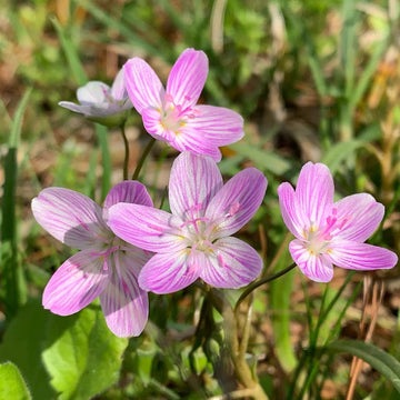 Virginia Spring Beauty Seeds – Eastern Fairy