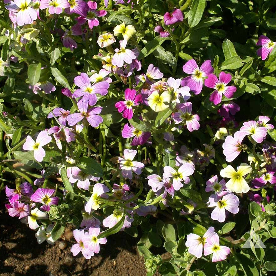 Virginia Stock Seeds – Fragrant Bloom