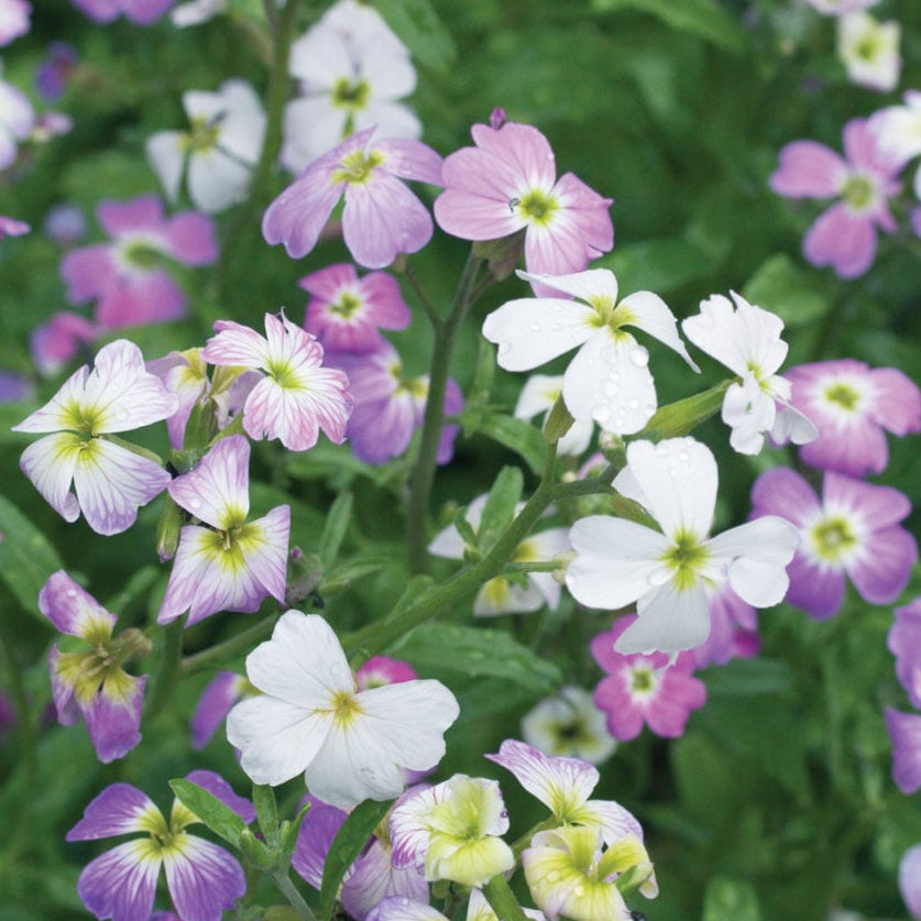 Virginia Stock Seeds – Fragrant Bloom