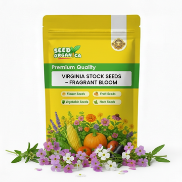 Virginia Stock Seeds – Fragrant Bloom