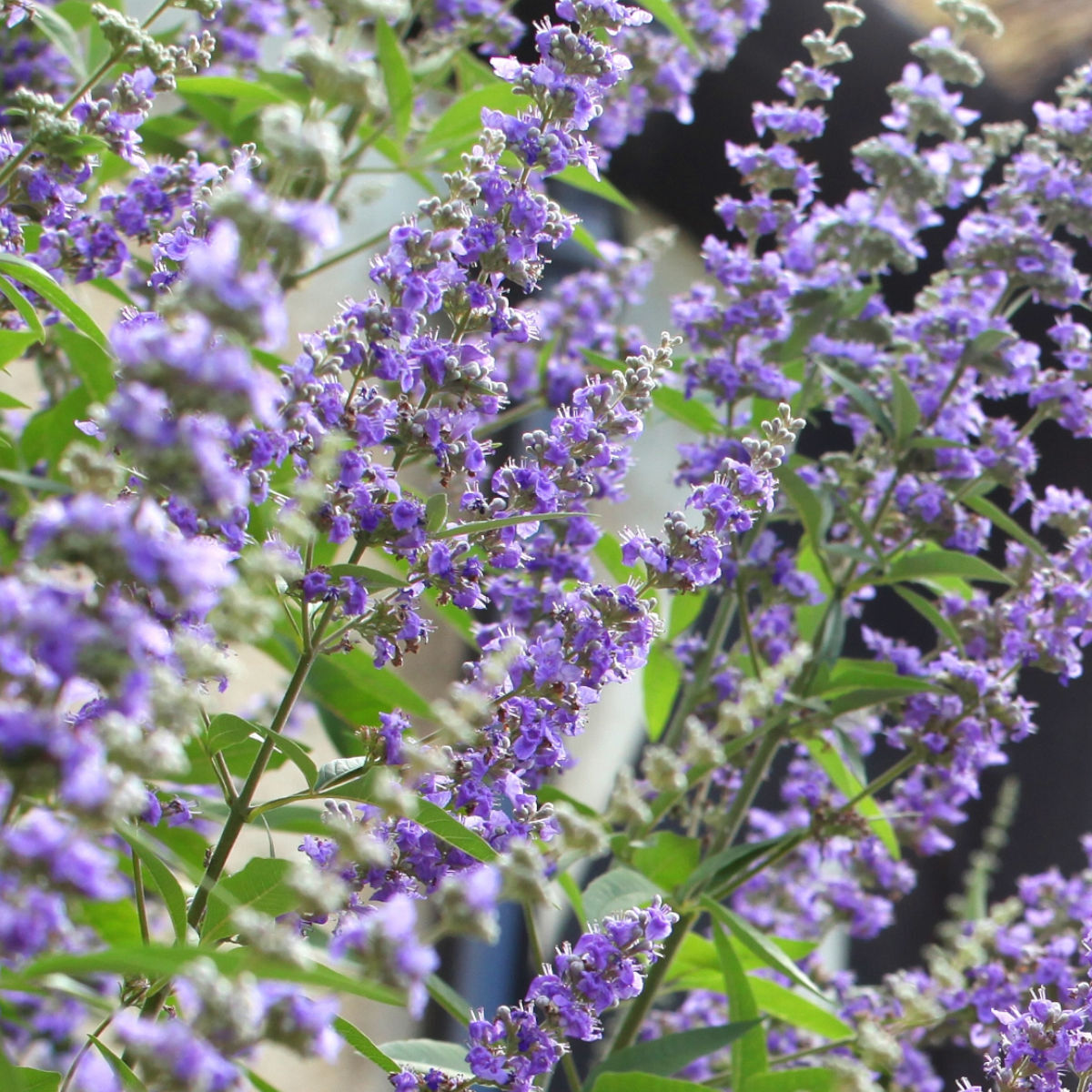 Vitex Agnus-Castus Seeds