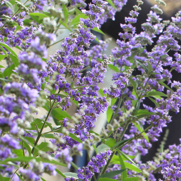 Vitex Agnus-Castus Seeds