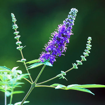 Vitex Agnus-Castus Seeds
