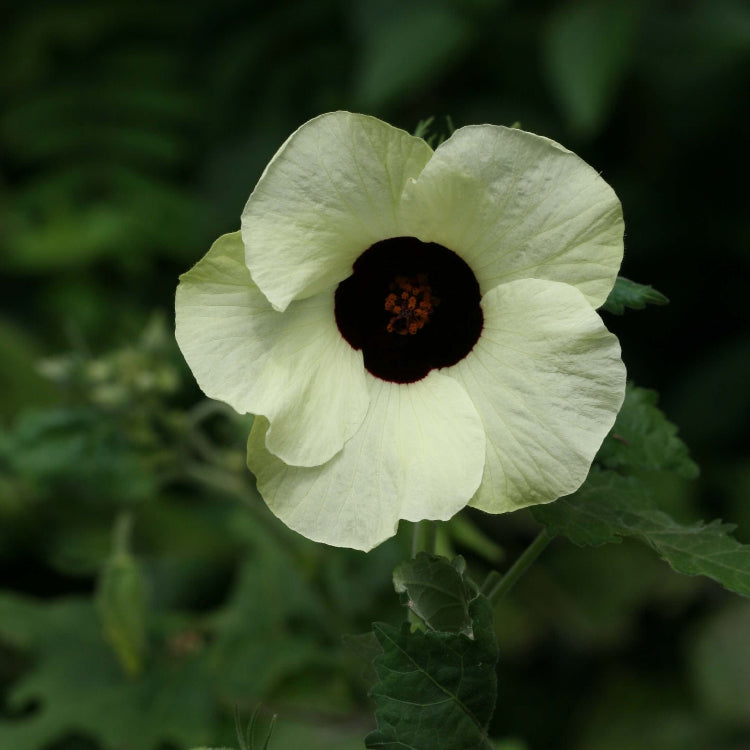 Vitifolius Hibiscus Seeds