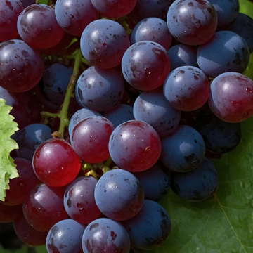 Vitis Cinerea Seeds – Winter Grape
