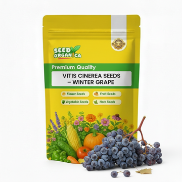 Vitis Cinerea Seeds – Winter Grape