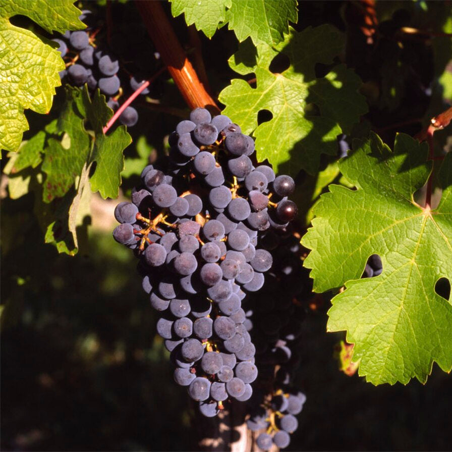 Vitis Cinerea Seeds – Winter Grape
