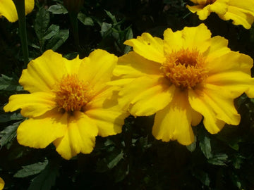 French Disco Yellow Marigold Seeds – Flower Plant