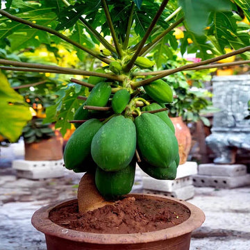 Waimanalo Dwarf Papaya Seeds - Fruit Plant