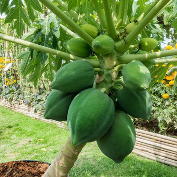Waimanalo Dwarf Papaya Seeds - Fruit Plant