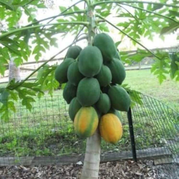 Waimanalo Dwarf Papaya Seeds - Fruit Plant