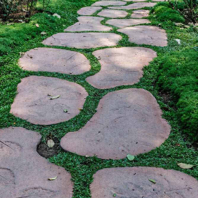 Walkable Ground Cover Seeds