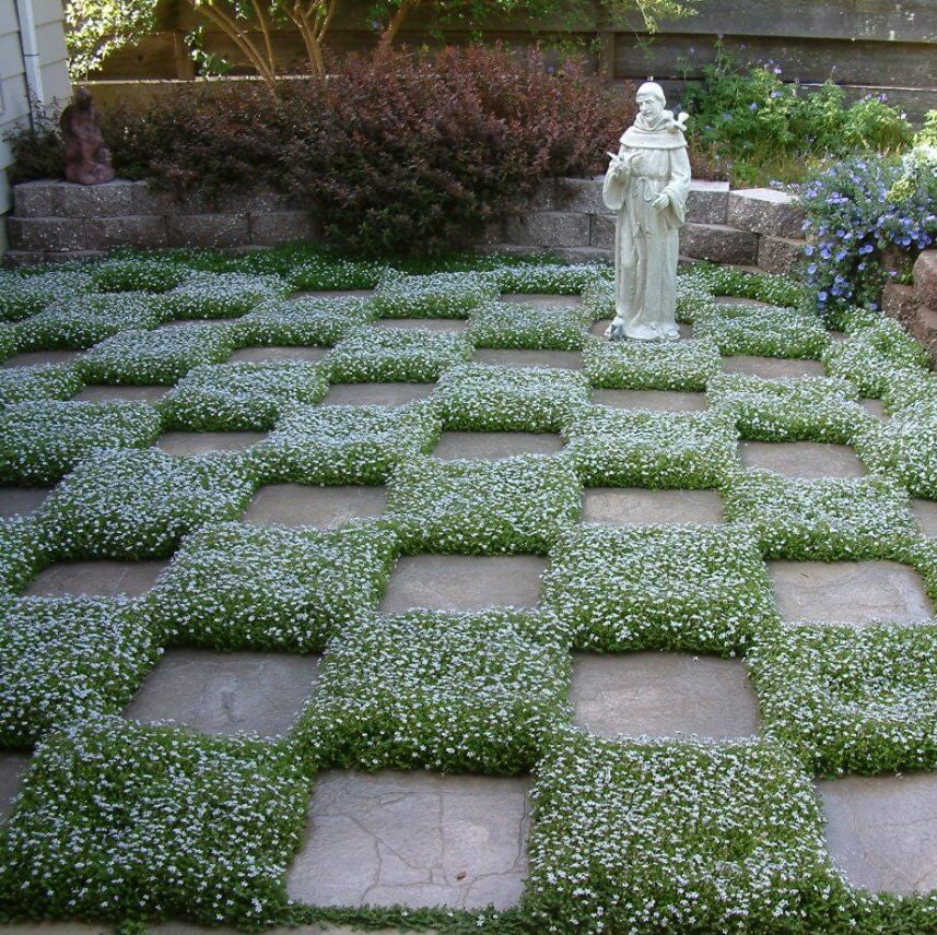 Walkable Ground Cover Seeds