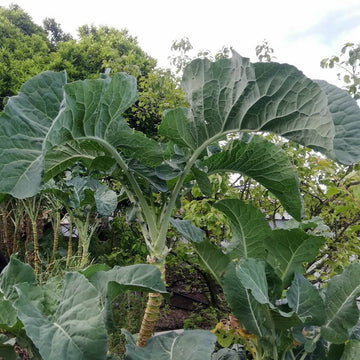 Walking Stick Kale Tree Seeds - Vegetable Plant