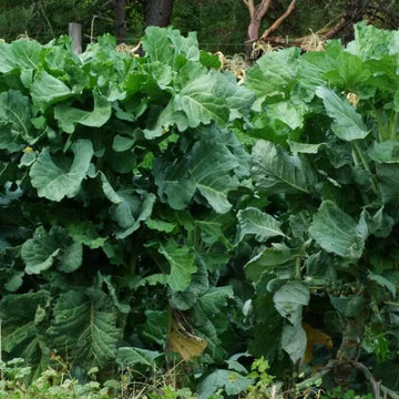 Walking Stick Kale Tree Seeds - Vegetable Plant