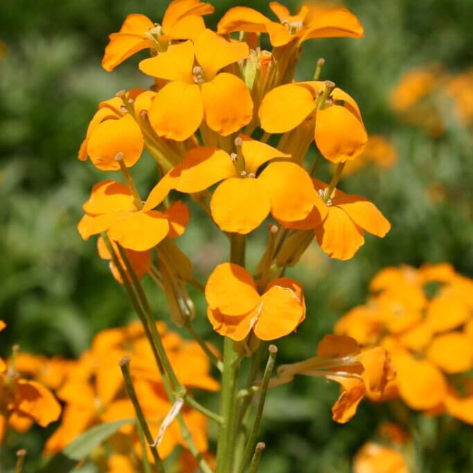 Wallflower Seeds – Orange Siberian