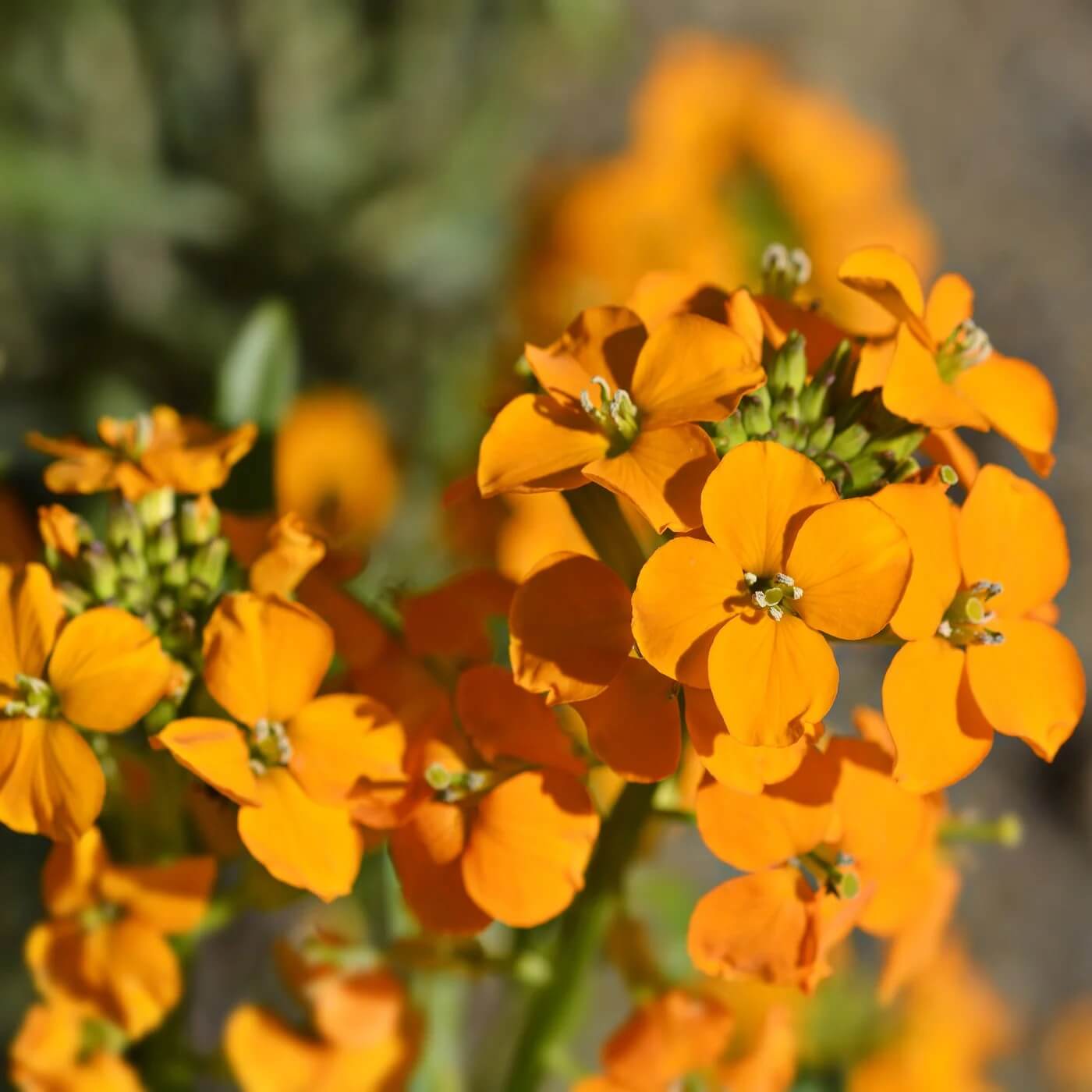 Wallflower Seeds – Orange Siberian